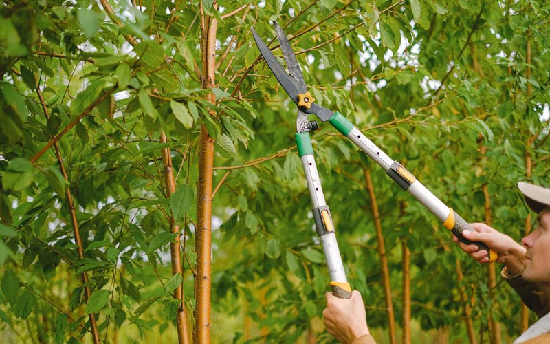 Tree trimming in Pleasant Hill, OR